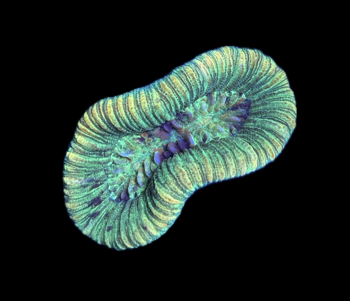 WYSIWYG Mini Rainbow Trachyphyllia 2.5"