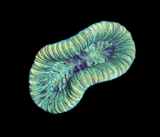 WYSIWYG Mini Rainbow Trachyphyllia 2.5"
