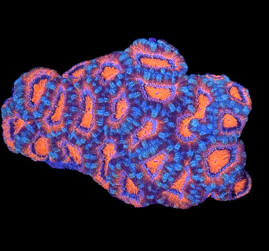 WYSIWYG Ultra Acan Lord Colony 5" (WOW!)