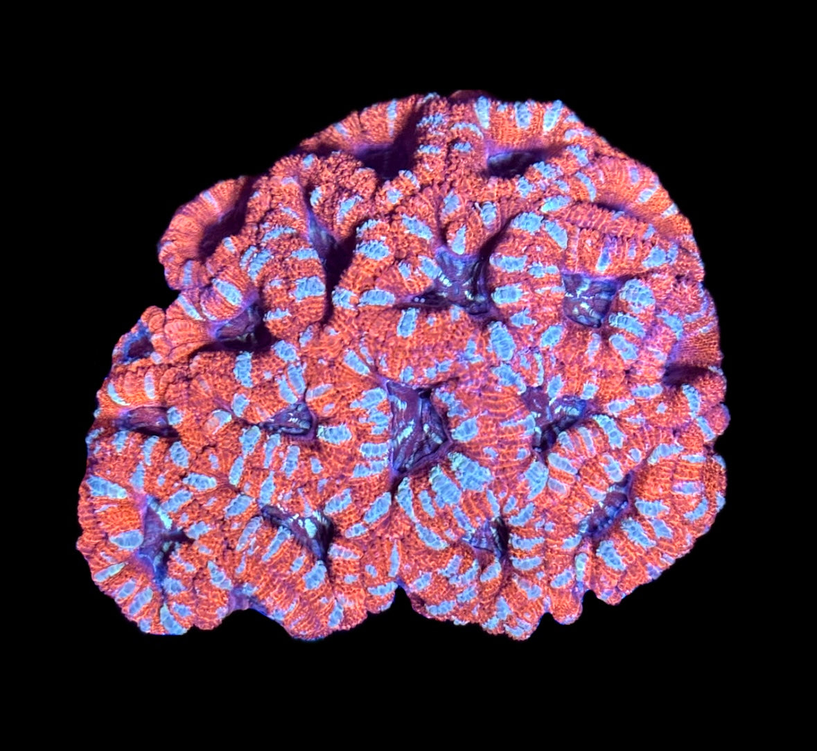 WYSIWYG Ultra Rainbow Acan Lord Colony 3.5" (BRIGHT!)