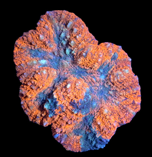 WYSIWYG Grafted Rainbow Symphyllia Colony 4.5" (INSANE!)