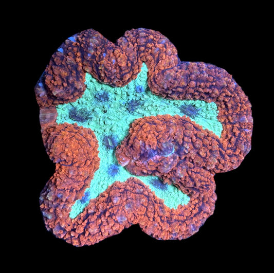 WYSIWYG Rainbow Symphyllia Colony 5" (BRIGHT!)