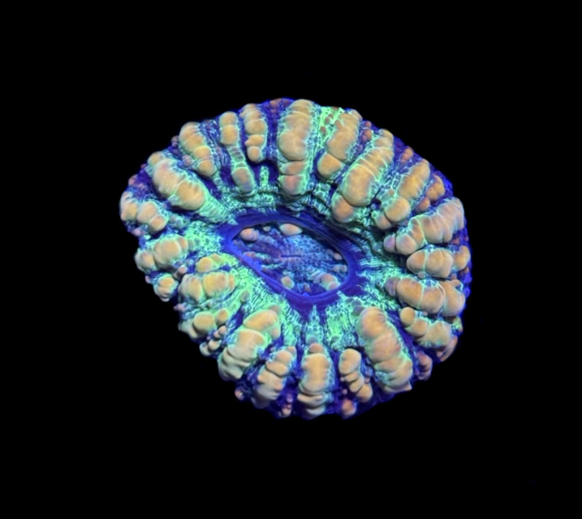 WYSIWYG Ultra Rainbow Button Scolymia 1"