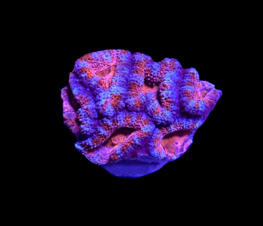 WYSIWYG Rainbow Acan 1"