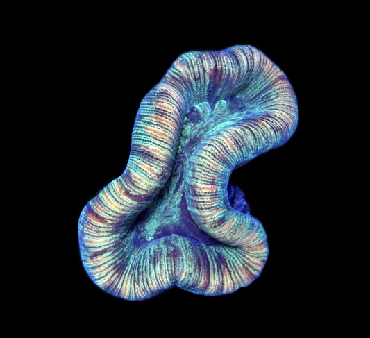 WYSIWYG Mini Rainbow Trachyphyllia 2.5"