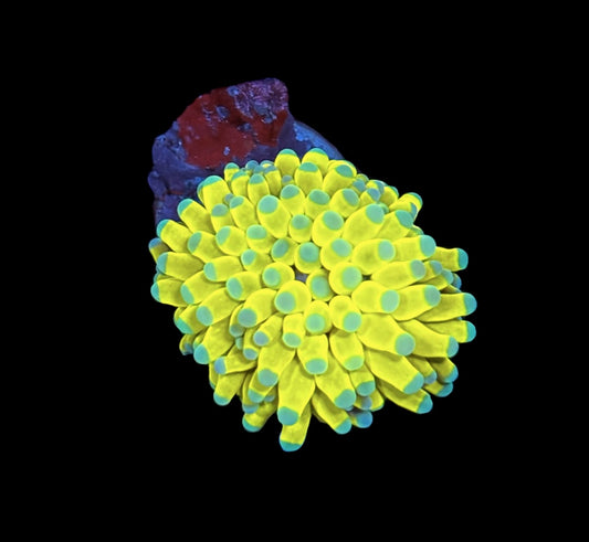 WYSIWYG Banana Torch 1.5" (BRIGHT!)