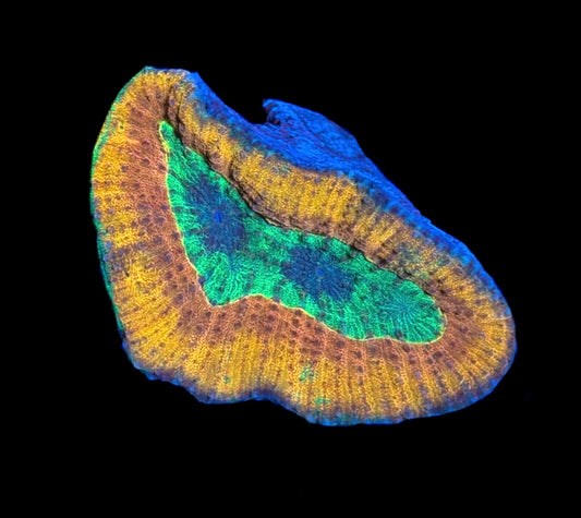 WYSIWYG Incredible Rainbow Lobophyllia 2.5" (WOW!)