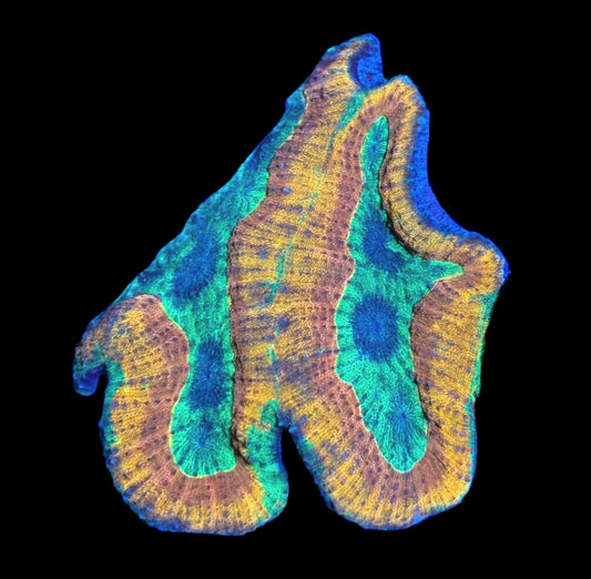 WYSIWYG Incredible Rainbow Lobophyllia Colony 4.5" (WOW!)