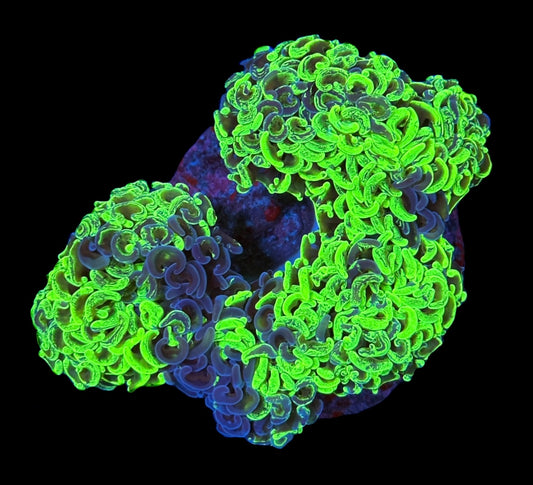 WYSIWYG XL Grafted Splatter Wall Hammer Colony 5.5" (WOW!)