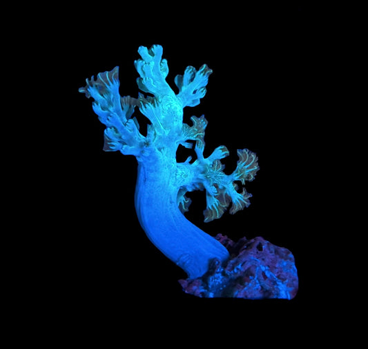 WYSIWYG Green Kenya Tree 2.5"