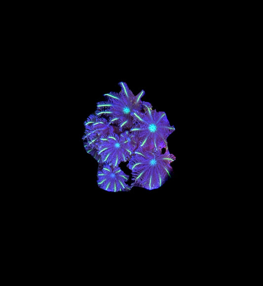 WYSIWYG Lemon Laser Clove Polyps