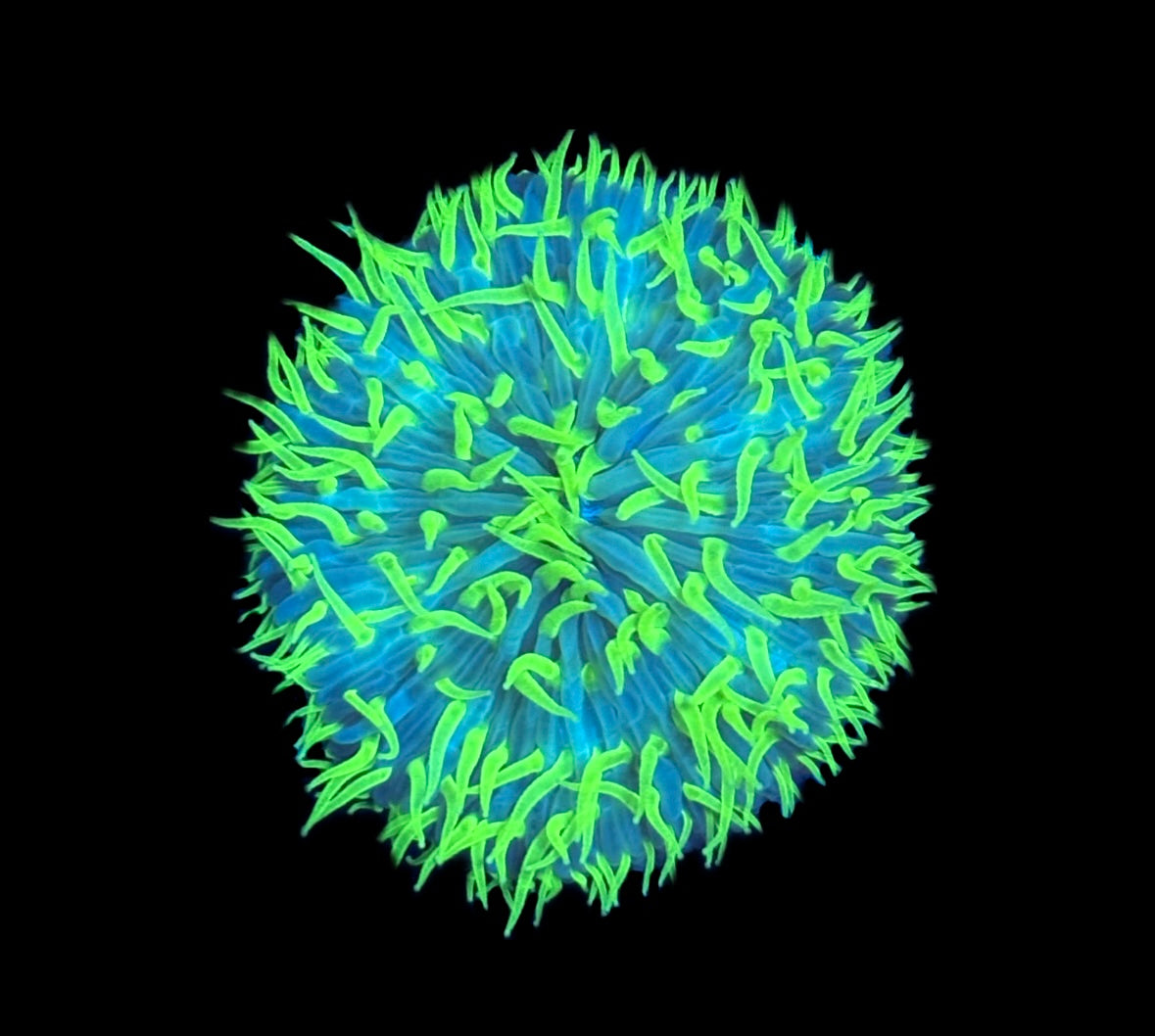 WYSIWYG Goblin Fungia Plate 2.5"