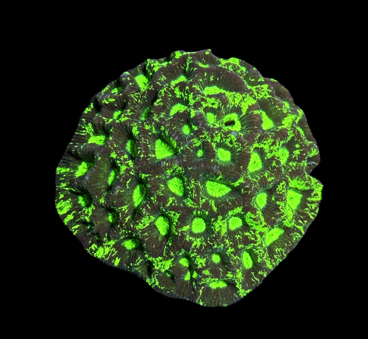 WYSIWYG Radioactive Goniastrea Colony 3"