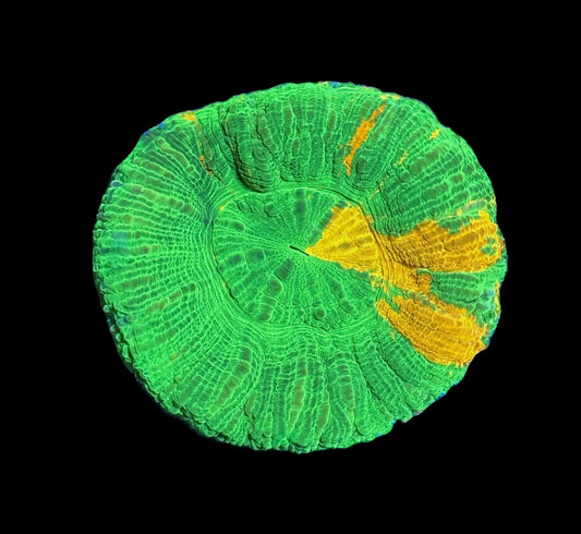 WYSIWYG Bleeding Apple Scolymia 2.5" (UNIQUE!)
