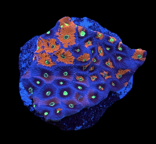 WYSIWYG War Coral Favia Colony 3.5" (UNQIUE!)