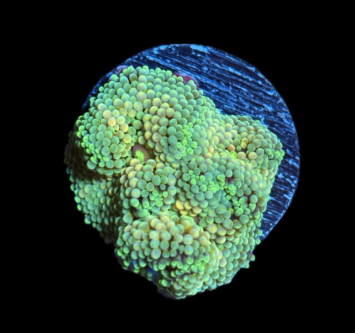 WYSIWYG Rainbow Ricordea Mushroom 2"