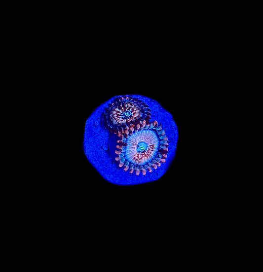 WYSIWYG White Zombie Zoanthid Frag