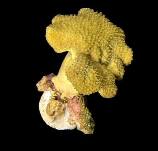 WYSIWYG Yellow Fiji Leather 3"