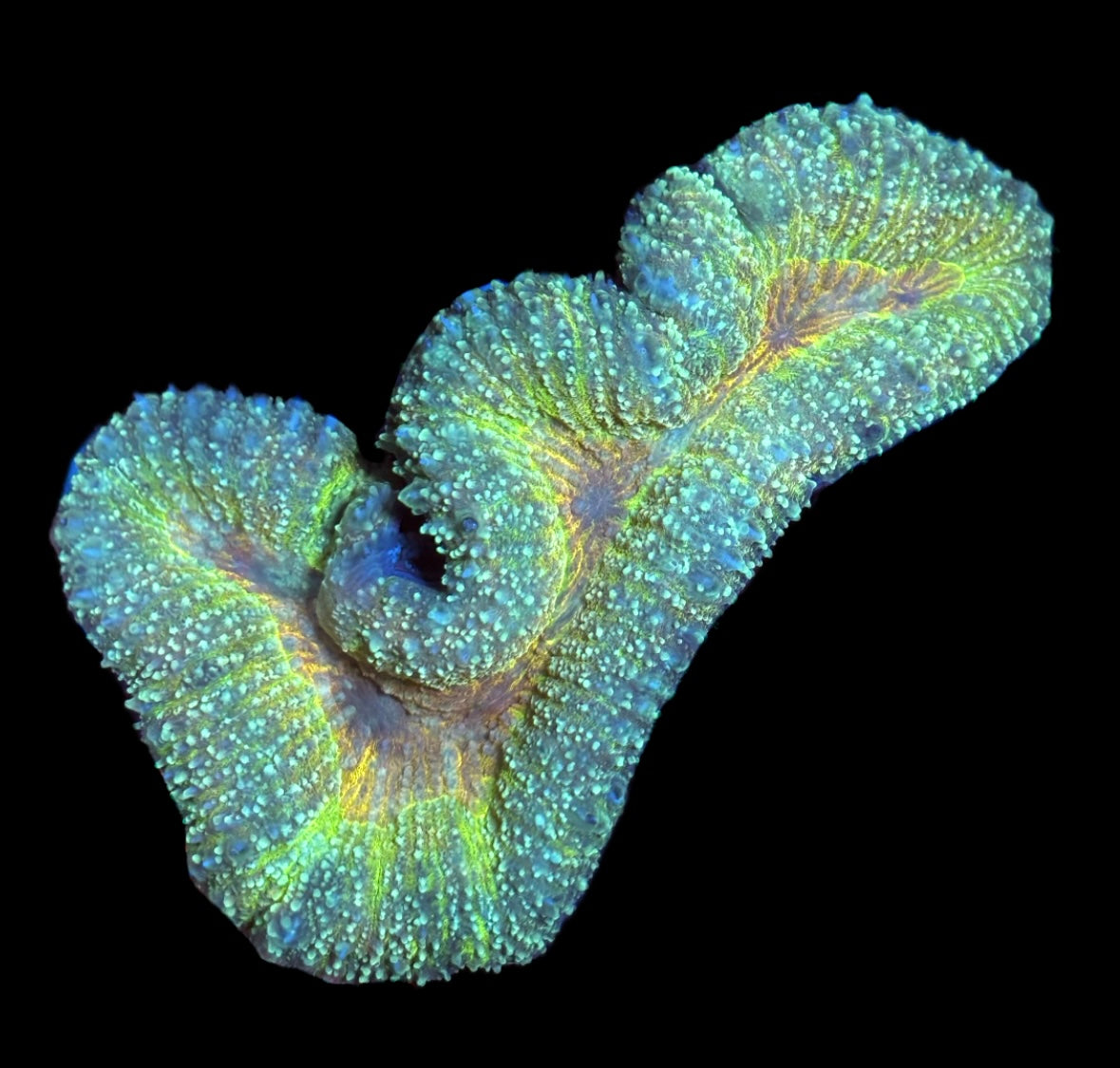 WYSIWYG Rainbow Lobophyllia Colony 5"