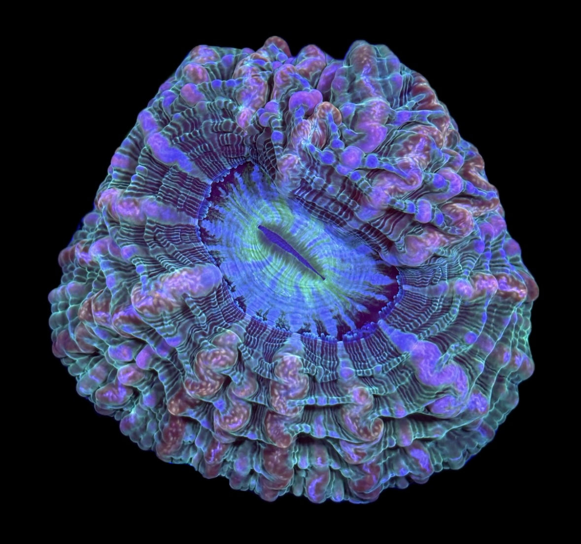 WYSIWYG Pink Rainbow Indophyllia 4.5" (INSANE!)