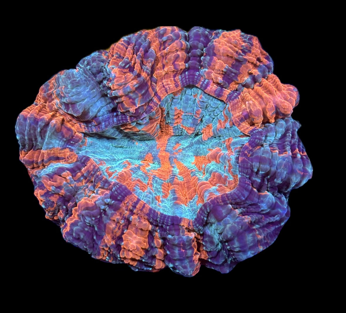 WYSIWYG Ultra Rainbow 4 Color Acanthophyllia 5" (WOW!)