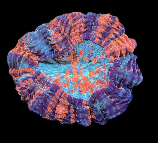 WYSIWYG Ultra Rainbow 4 Color Acanthophyllia 5" (WOW!)