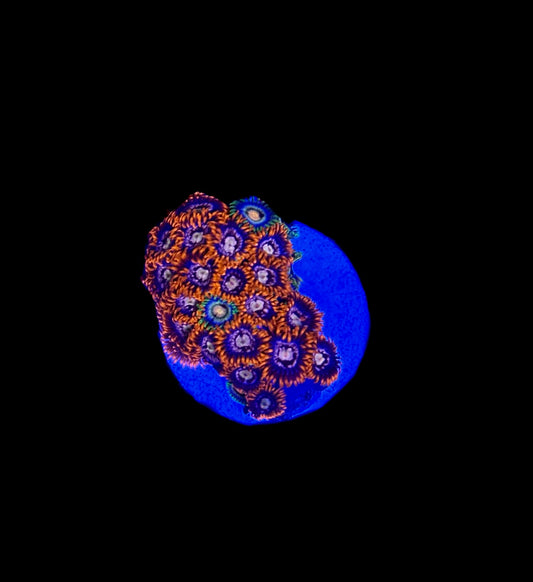 WYSIWYG Zoanthid Combo Frag