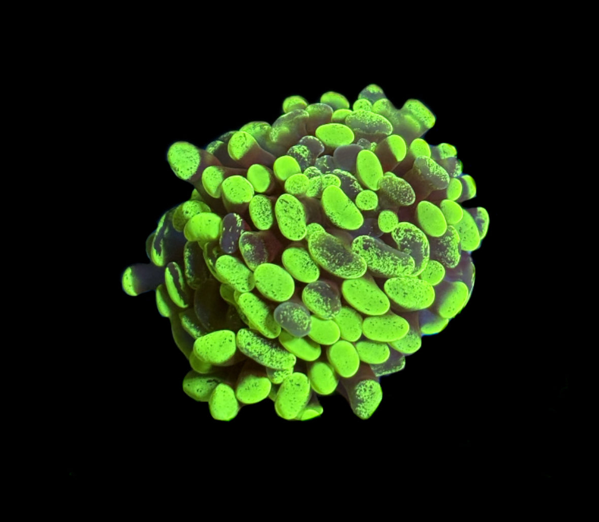 WYSIWYG Toxic Splatter Hammer 1.5"