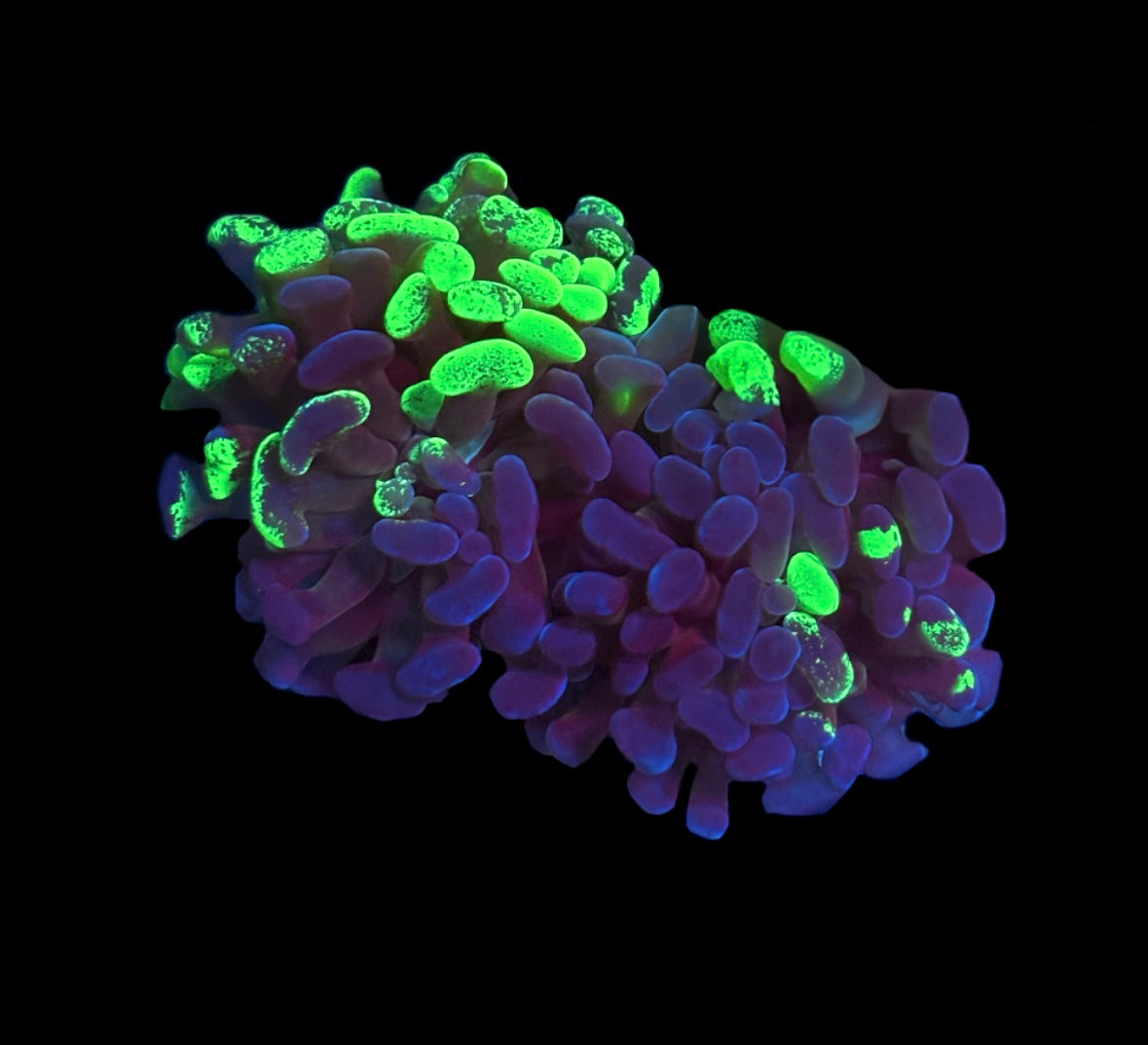 WYSIWYG Purple Splatter Hammer 2.5" (TWO HEADS!)