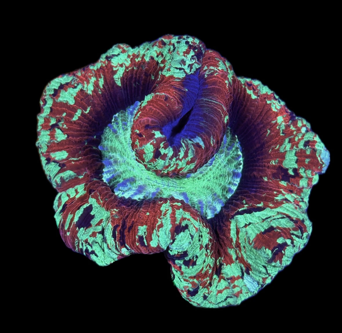 WYSIWYG Ultra Rainbow Trachyphyllia 3.5" (BRIGHT!)