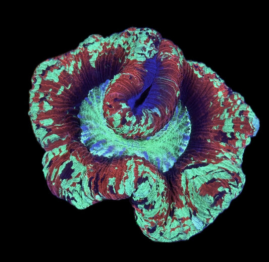 WYSIWYG Ultra Rainbow Trachyphyllia 3.5" (BRIGHT!)