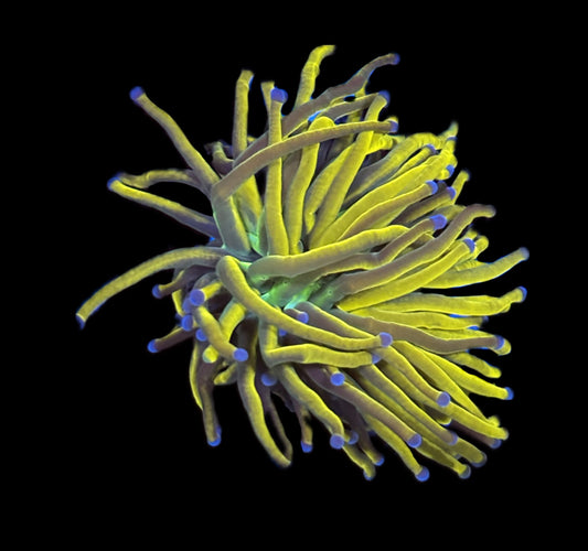 WYSIWYG Holy Gold Torch 2.5" (WOW!)