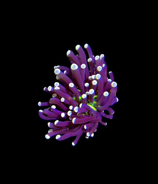 WYSIWYG Miami Hurricane Torch Coral 3"