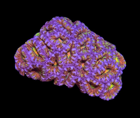 WYSIWYG Rainbow Blast Acan Lord Colony 3" (WOW!)