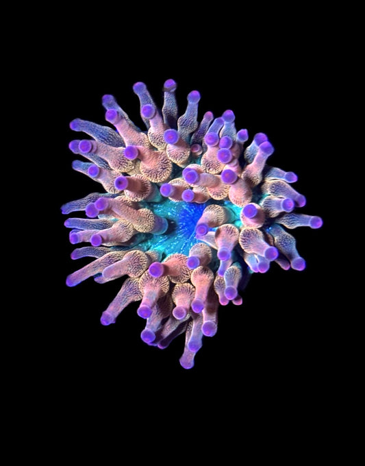 WYSIWYG Pink Tip Rainbow Bubble Tip Anemone 2.5"