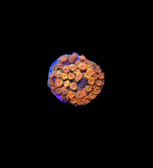 WYSIWYG Sunflower Micro Goniopora Coral Frag (BRIGHT!)