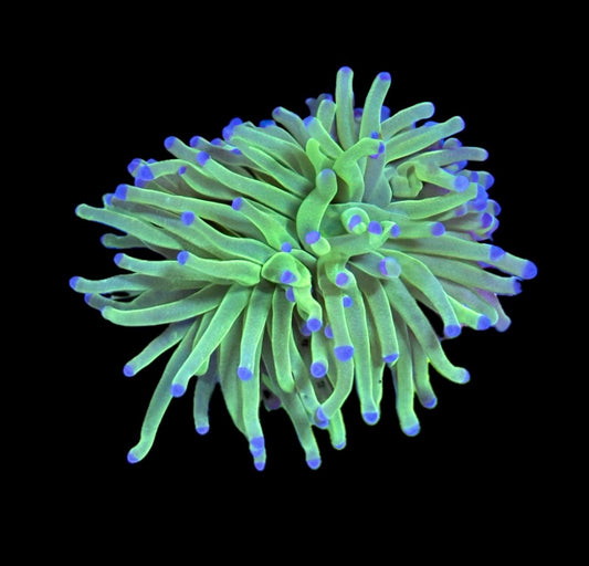 WYSIWYG Todd's Torch (TWO HEADS!) 3.5"