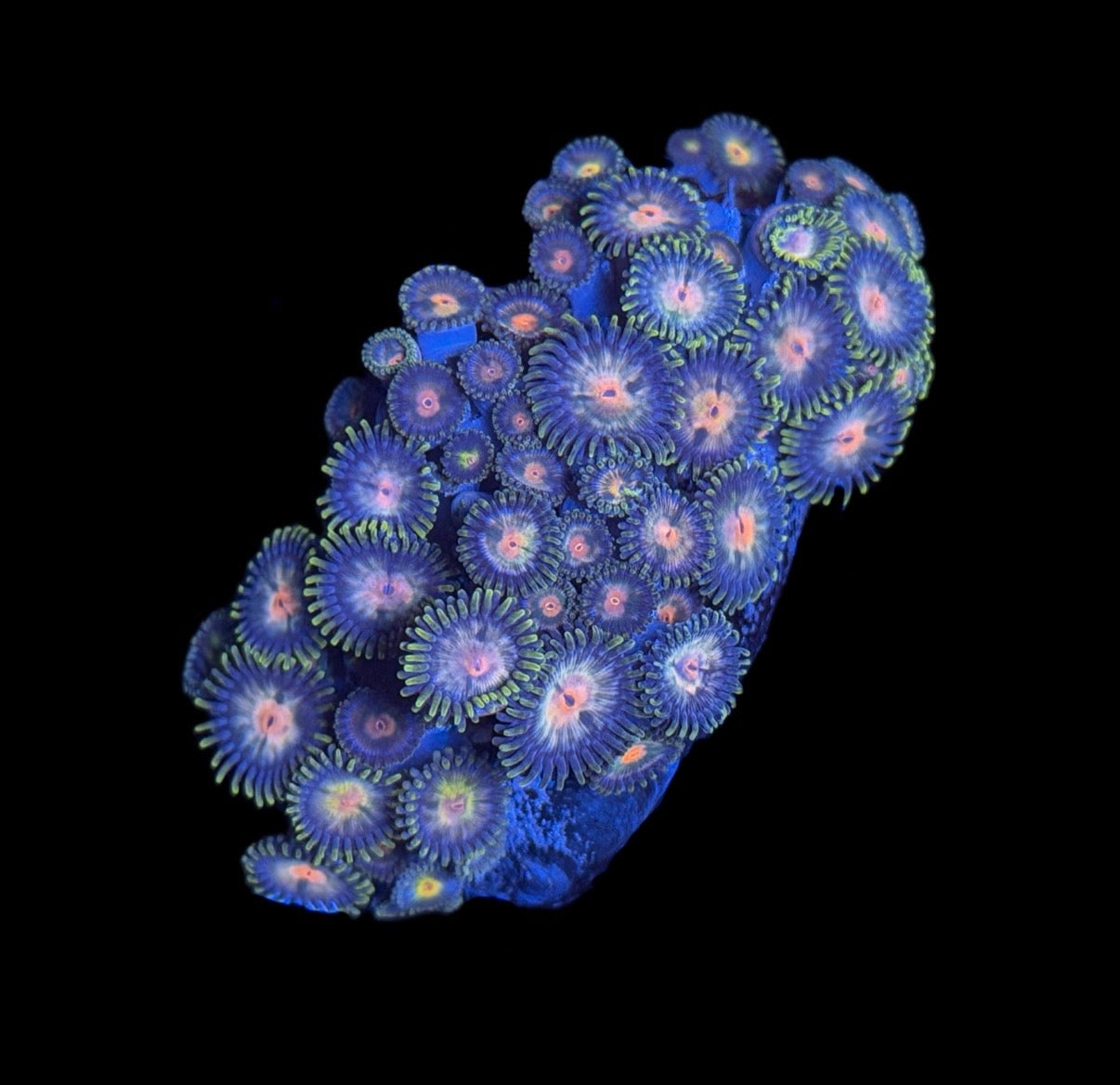 WYSIWYG Daisy Zoanthid Colony 2.5"