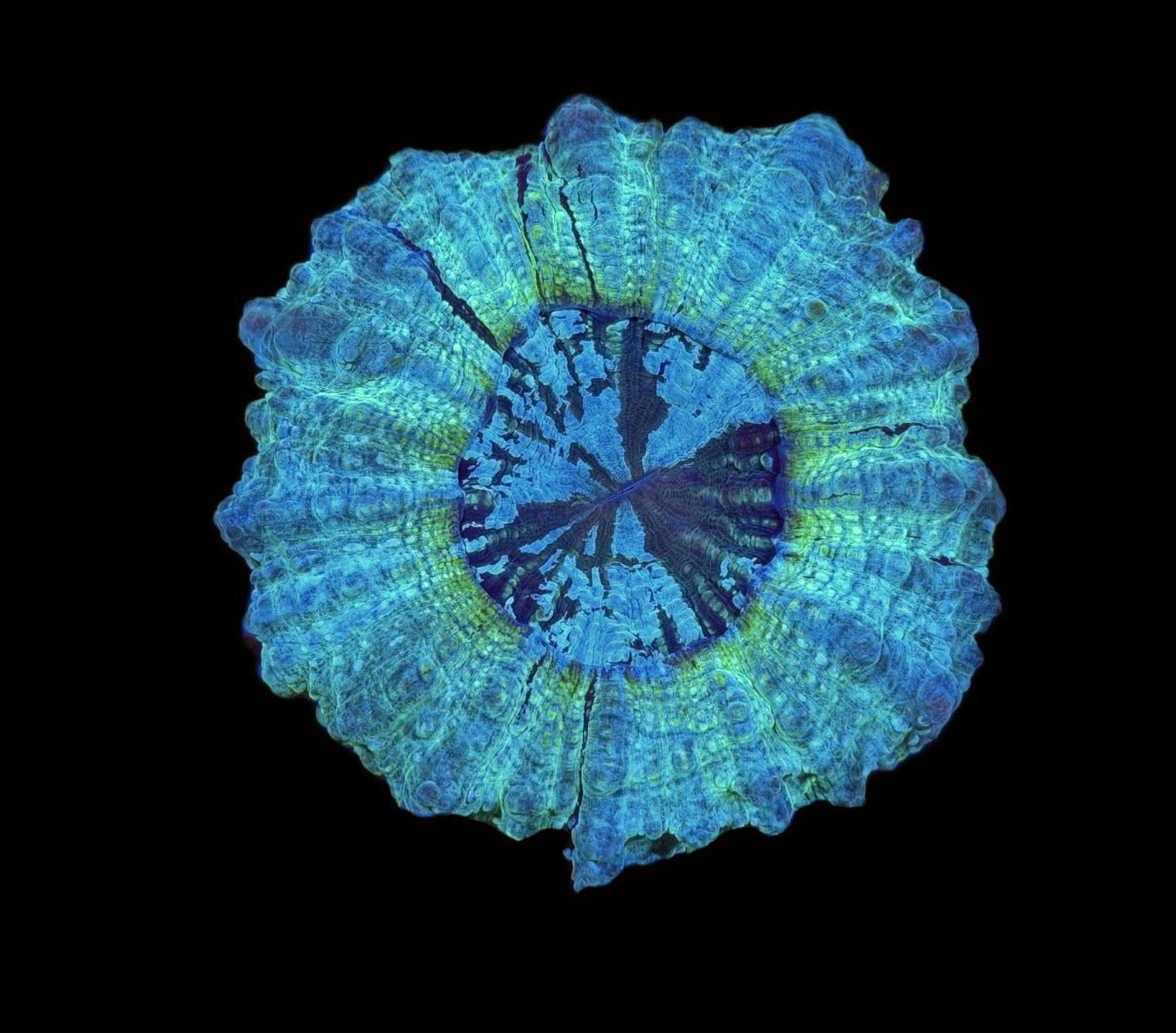 WYSIWYG Ultra Rainbow Acanthophyllia 4"