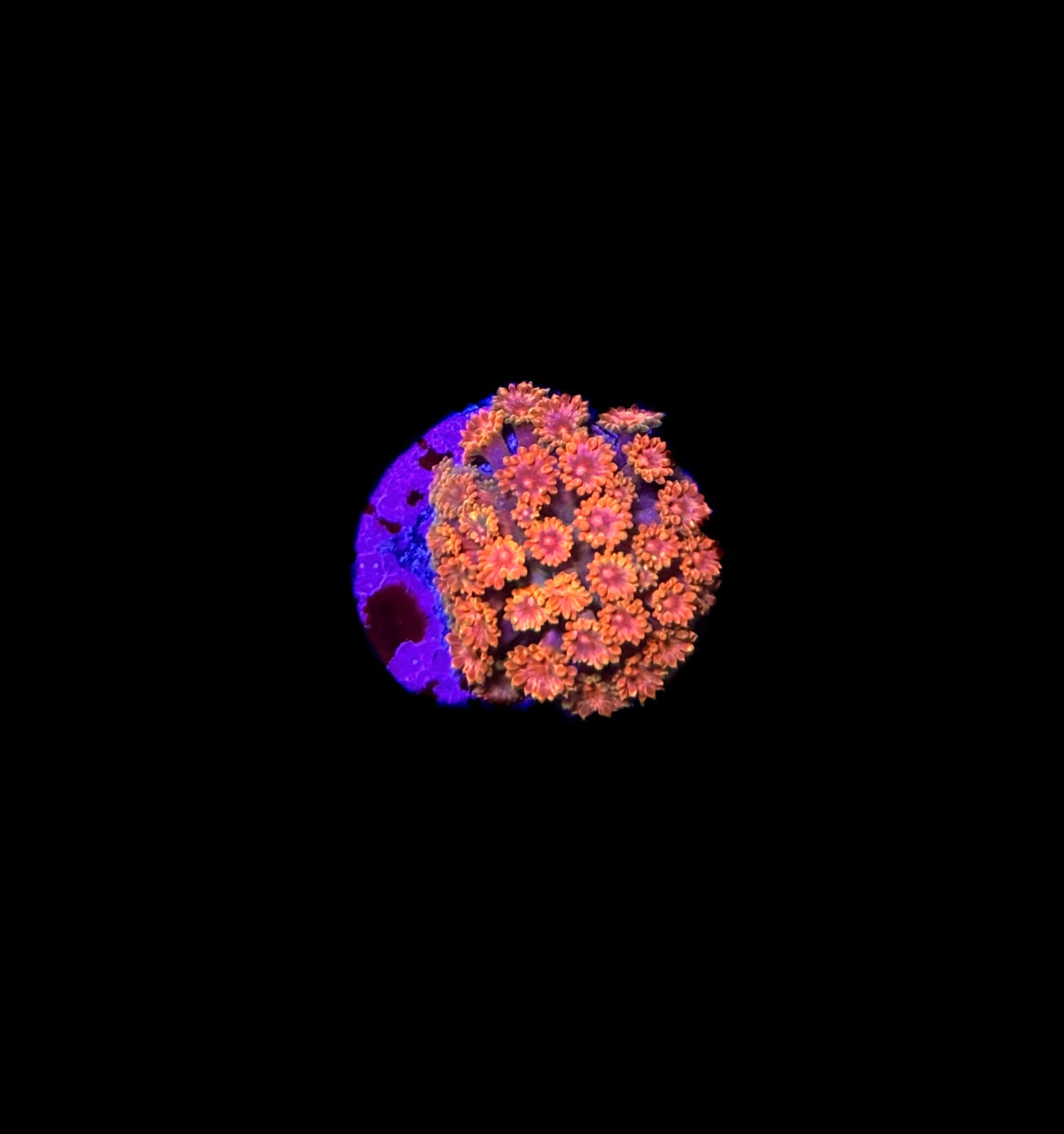 WYSIWYG Sunflower Micro Goniopora Coral Frag (BRIGHT!)