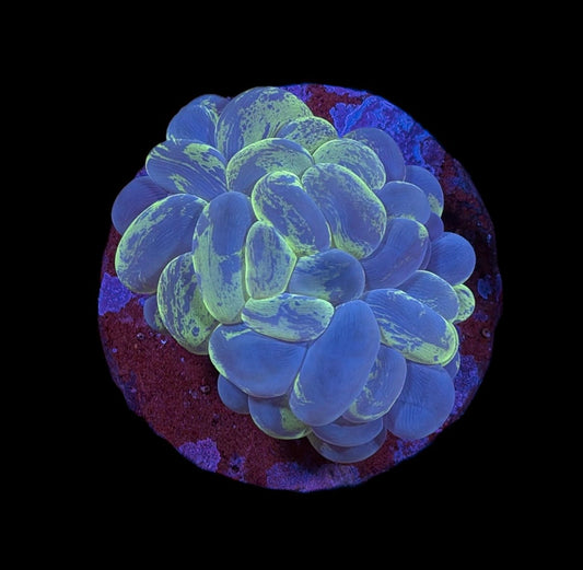 WYSIWYG Toxic Splatter Bubble 3.5"