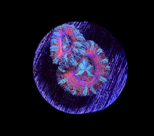 WYSIWYG Candyland Rainbow Acan 1" (WOW!)