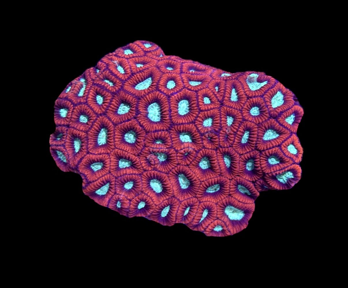 WYSIWYG Red and Teal Favia Colony 4.5" (BRIGHT!)