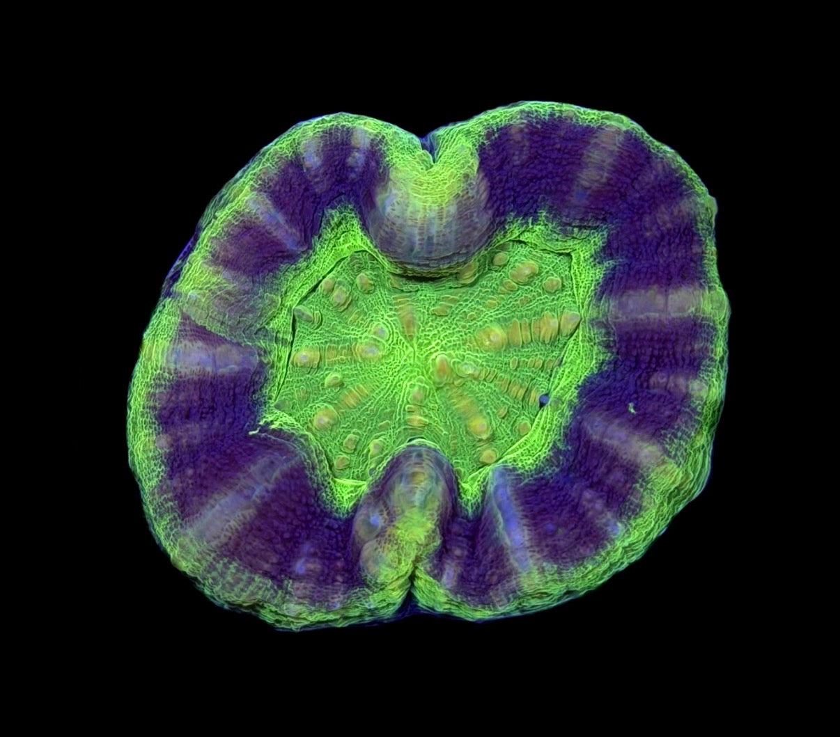 WYSIWYG UFO Scolymia 3" (BRIGHT!)