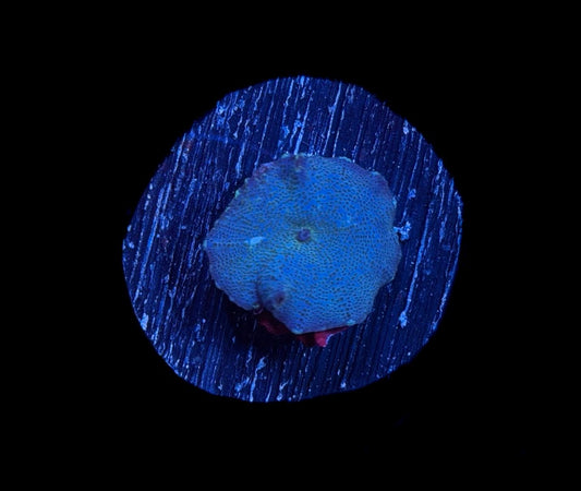 WYSIWYG Blue Discosuma Mushroom 1"