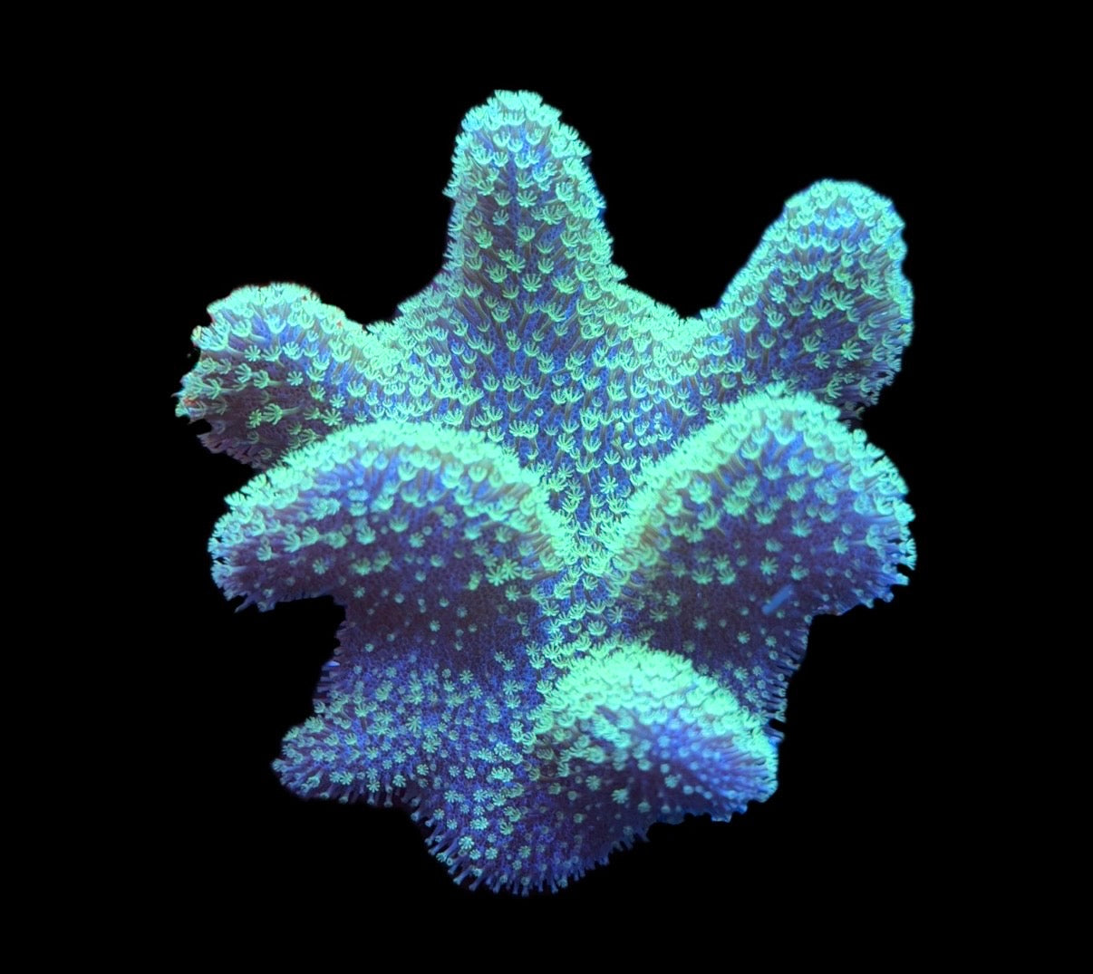 WYSIWYG XL Green Polyp Crown Leather 3.5"