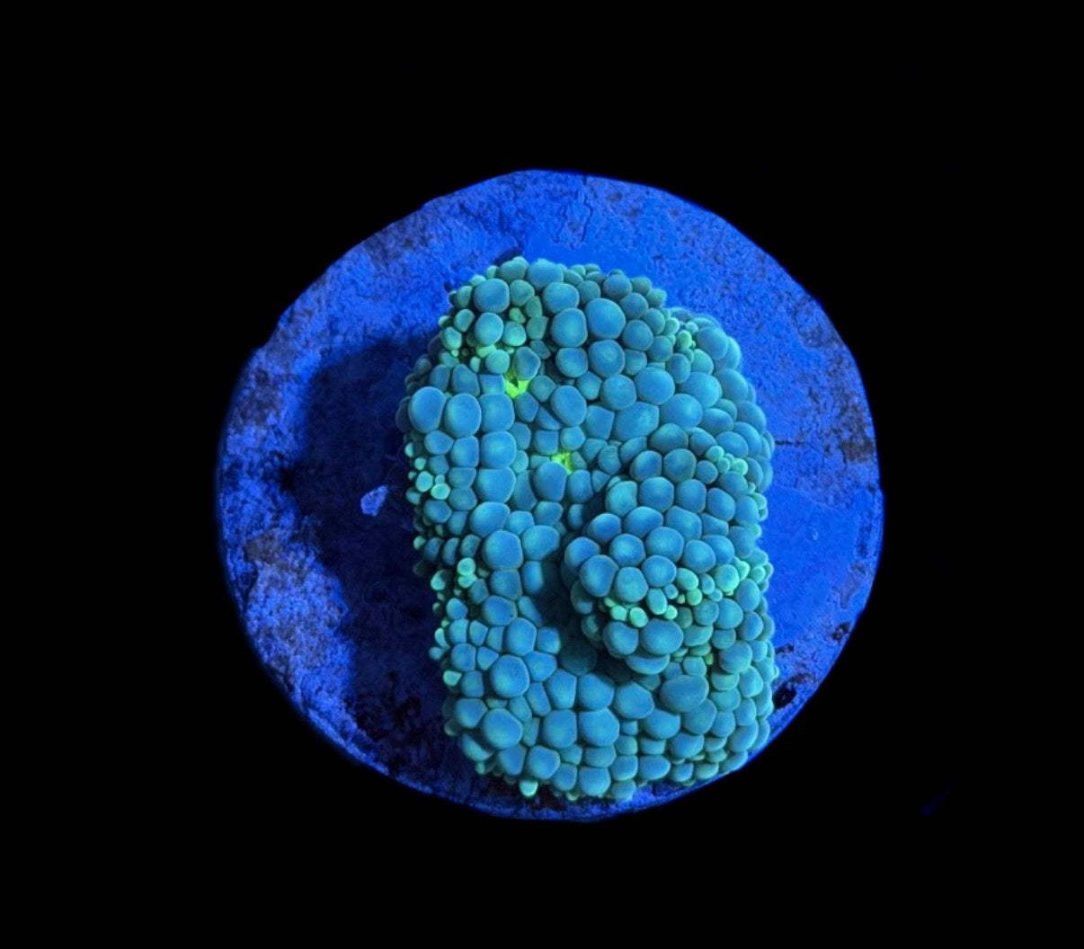 WYSIWYG Rainbow Ricordea Mushroom 1.5"