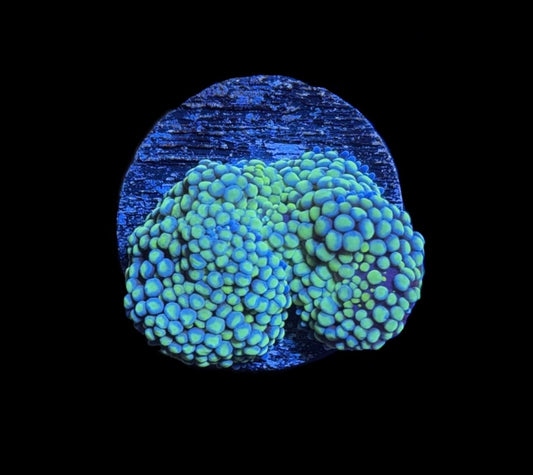 WYSIWYG Rainbow Ricordea Mushroom 1.5"