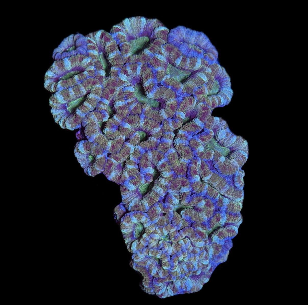 WYSIWYG Unique Rainbow Acan Lord Colony 4.5"