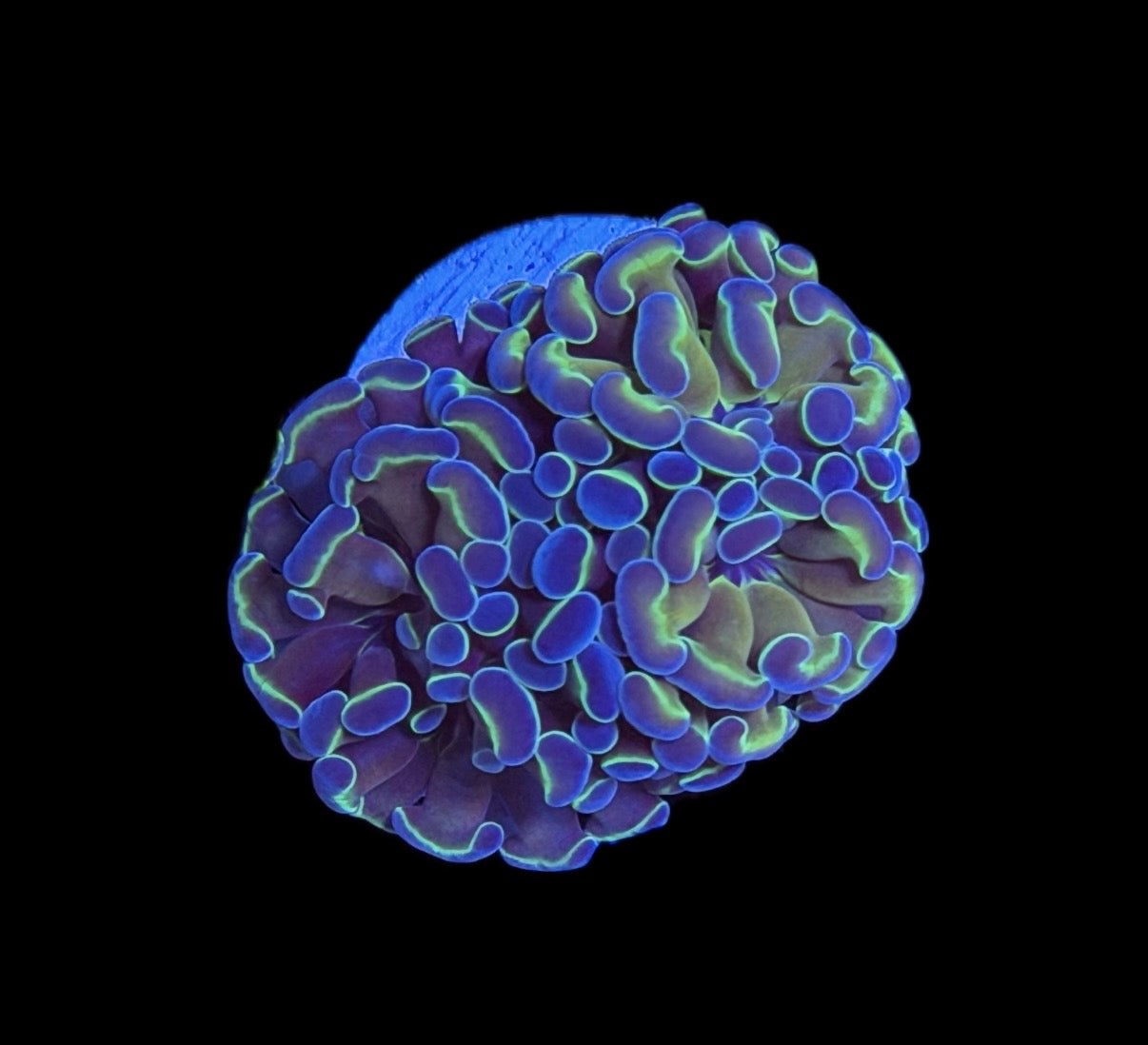 WYSIWYG Hologram Hammer 2" (WOW!)